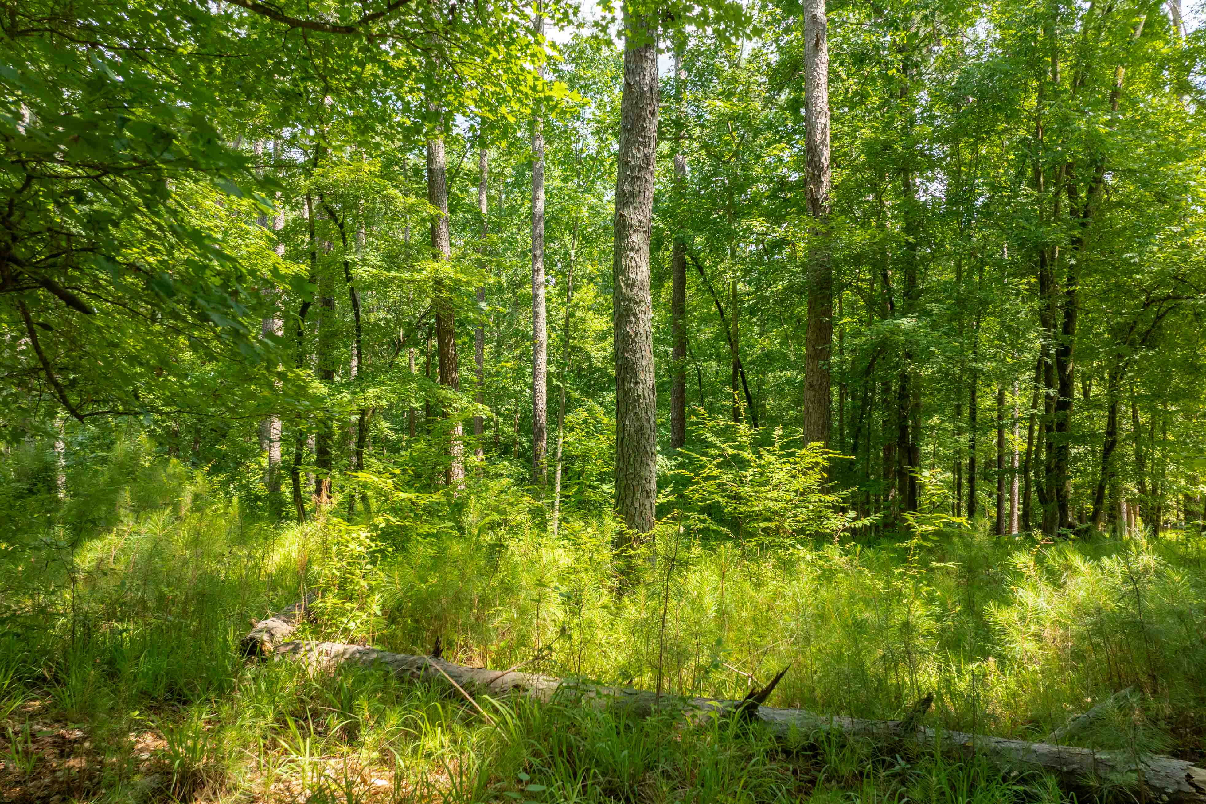 1171 Sunset Overlook image 8